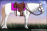Horse Color:Bay Roan Appaloosa 