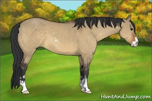 Horse Color:Bay Dun Sabino 