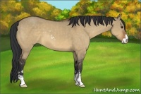 Horse Color:Bay Dun Sabino