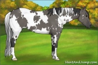 Horse Color:White Spotted Grullo