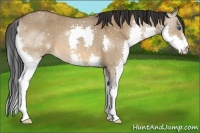 Horse Color:Bay Dun Splash 