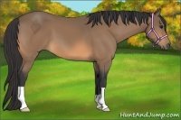 Horse Color:Buckskin