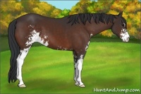 Horse Color:Bay Sabino 