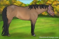 Horse Color:Bay Dun