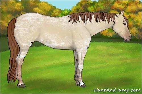 Horse Color:Red Dun Ice 