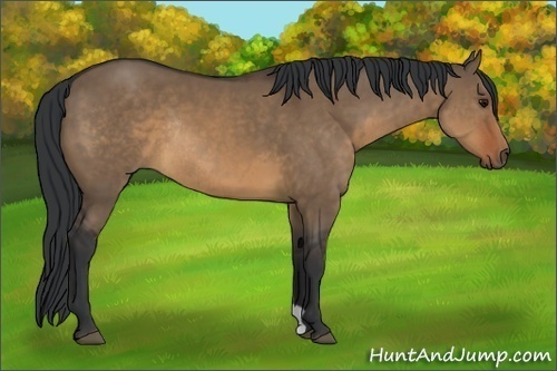 Horse Color:Brown Dun Rabicano