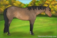 Horse Color:Brown Dun Rabicano