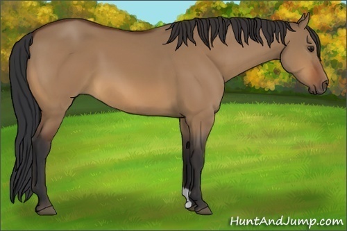 Horse Color:Bay Dun