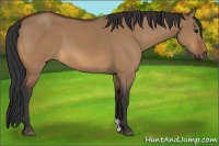 Horse Color:Bay Dun