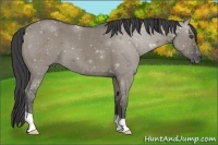 Horse Color:Smoky Grullo 
