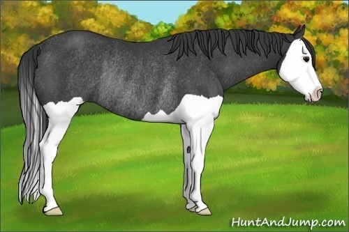 Horse Color:Black Splash Rabicano 