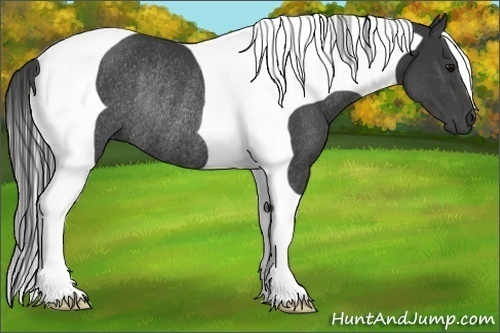 Horse Color:Smoky Black Tobiano Rabicano