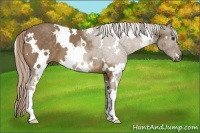 Horse Color:White Spotted Chocolate Palomino