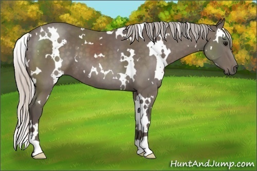 Horse Color:White Spotted Silver Black 