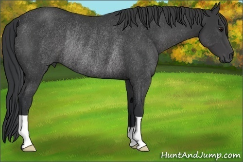 Horse Color:Black Rabicano