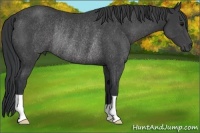Horse Color:Black Rabicano