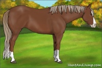Horse Color:Chestnut Splash 
