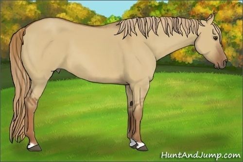 Horse Color:Red Dun 