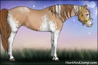 Horse Color:White Spotted Bay Pearl