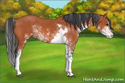 Horse Color:Bay Sabino 