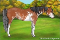Horse Color:Bay Sabino 