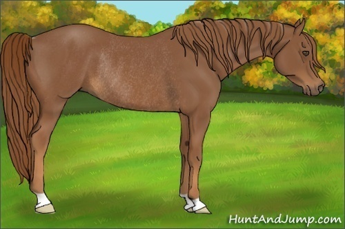 Horse Color:Chestnut Rabicano 