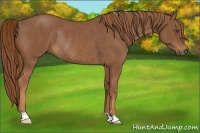 Horse Color:Chestnut Rabicano 