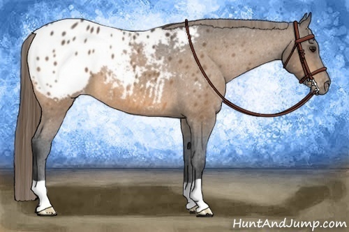 Horse Color:Buckskin Appaloosa 