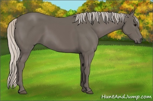 Horse Color:Silver Black 