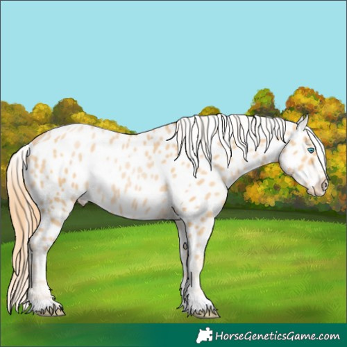 Horse Color:Buckskin Pearl Near Leopard 