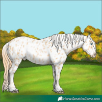 Horse Color:Buckskin Pearl Near Leopard
