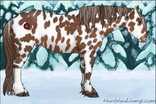 Horse Color:Liver Chestnut Appaloosa 