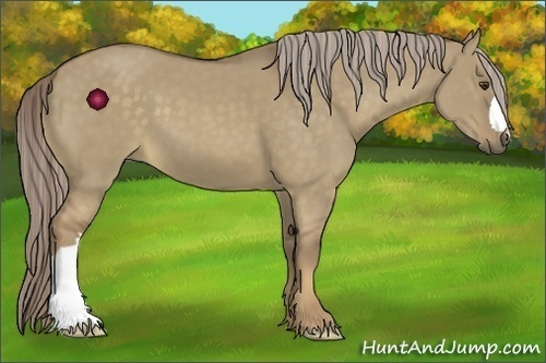 Horse Color:Chocolate Palomino Dun