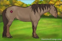 Horse Color:Liver Red Dun 