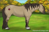 Horse Color:Liver Red Dun 