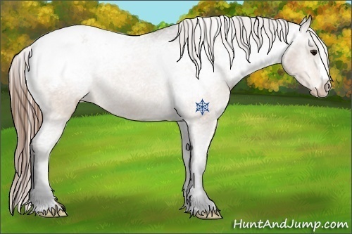 Horse Color:Buckskin Appaloosa 