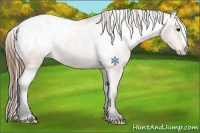 Horse Color:Buckskin Appaloosa