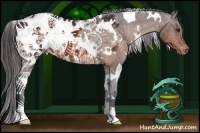 Horse Color:White Spotted Bay Appaloosa 
