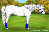 Horse Color:Silver Brown Dun Frame Appaloosa 