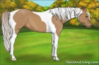 Horse Color:Palomino Tobiano 