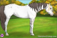 Horse Color:Bay Ice Frame Appaloosa