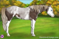 Horse Color:White Spotted Liver Chestnut Sabino Splash 