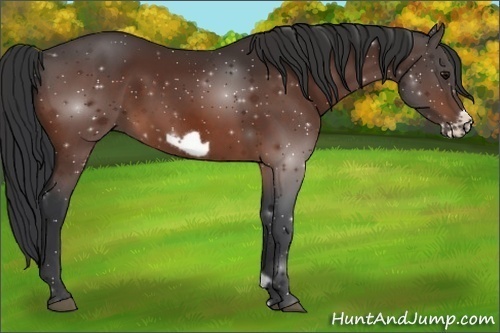 Horse Color:Bay Frame