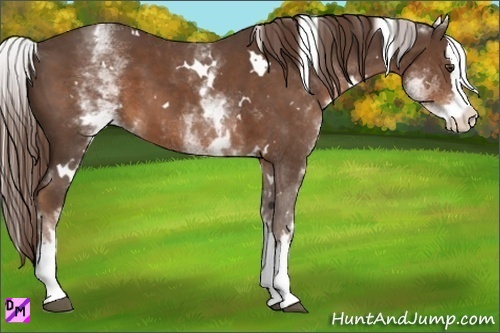 Horse Color:White Spotted Liver Chestnut Splash