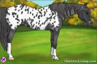 Horse Color:Black Appaloosa