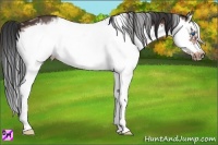 Horse Color:White Spotted Bay Splash Frame