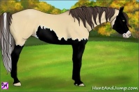 Horse Color:Amber Champagne Dun Splash