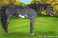 Horse Color:Black Frame 