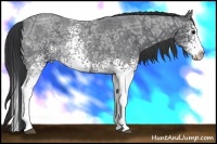 Horse Color:White Spotted Blue Ice Roan Splash Rabicano 