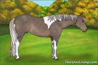 Horse Color:Silver Black Sabino Tobiano Rabicano 